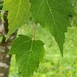 Tilia mongolica 葉