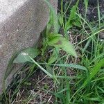 Persicaria maculosa 葉