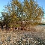 Salix euxina Habit