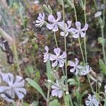 Silene graeca Flor