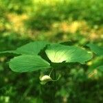 Trillium cernuum Staniste