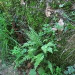 Asplenium fontanum Folio