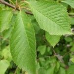 Prunus avium Ліст