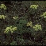 Lomatium dasycarpum Цвят