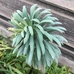 Euphorbia characias Агульны выгляд