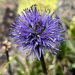 Globularia cordifolia Blodyn