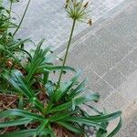 Agapanthus africanus عادت