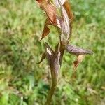 Serapias vomeracea Virág