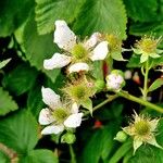 Rubus scaber Flower