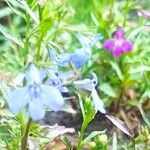 Lobelia erinusBlüte