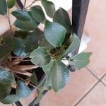 Ficus retusa Φύλλο