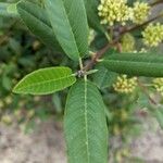 Frangula californica Blad