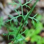 Ptychotis saxifraga Leaf