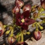 Baroniella camptocarpoides Flor