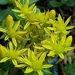 Petrosedum rupestre Fleur