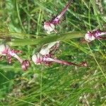Himantoglossum adriaticum Flower