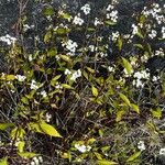 Ageratina riparia Hábito