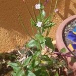 Epilobium ciliatum Levél