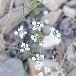 Ptychotis saxifraga Fula