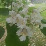 Catalpa speciosa Blüte
