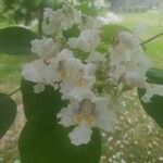 Catalpa speciosa Квітка