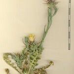 Centaurea maroccana Sonstige