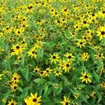 Rudbeckia trilobaFlower