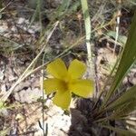 Tuberaria lignosa Blüte