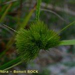 Carex bohemica Плід