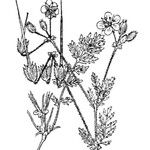 Erodium salzmannii