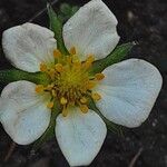 Fragaria × ananassa Flower