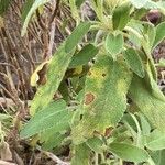 Phlomis purpurea Ліст