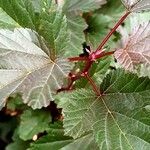 Physocarpus opulifolius ഇല