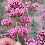 Centranthus lecoqiiBlomst