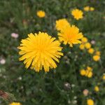 Hypochaeris radicataFlower