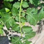 Solanum pimpinellifolium Hoja