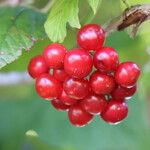 Viburnum sargentii Fruit