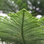 Araucaria biramulata Leaf