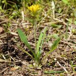 Krigia dandelion Habitus