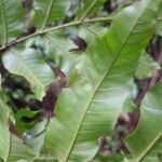 Touroulia guianensis Leaf