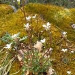 Saxifraga granulata 整株植物