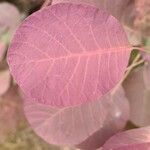 Cotinus coggygriaDeilen