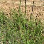 Equisetum ramosissimumبرگ