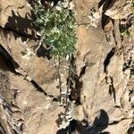 Artemisia glacialis Blomst