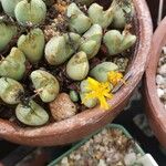 Conophytum bilobum Цветок