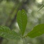 Vitex triflora Feuille