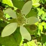 Rubus ursinus 花