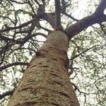 Commiphora glandulosa आदत