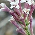 Asperula aristata Flor