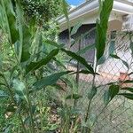 Alpinia galanga Leaf